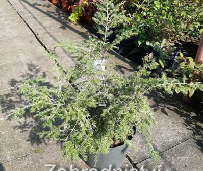 jedlovec - Tsuga canadensis 'Gentsch White'