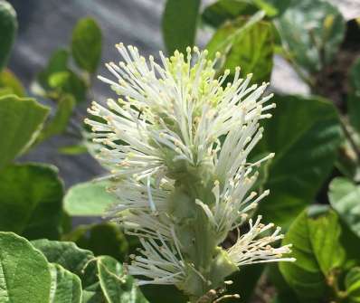 fotergila - Fothergilla major