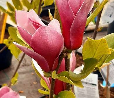 šácholan - Magnolia 'March Till Frost'
