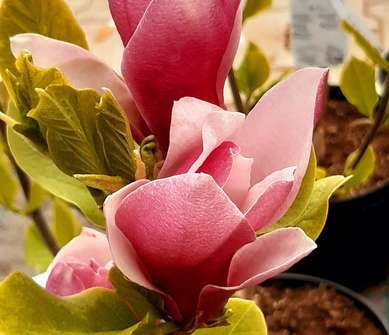 šácholan - Magnolia 'March Till Frost'