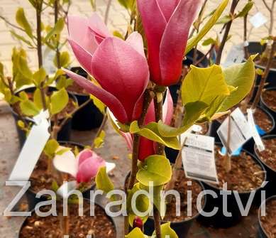 šácholan - Magnolia 'March Till Frost'