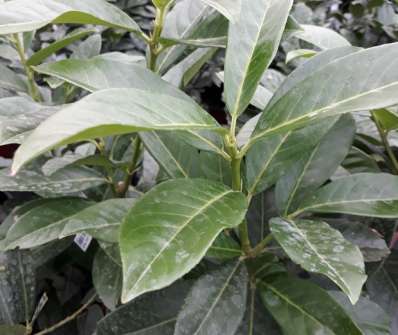 bobkovišeň - Prunus laurocerasus 'Genolia'®