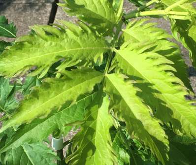bez černý - Sambucus nigra 'Serenade'