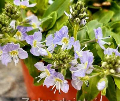 Veronica gentianoides Minor