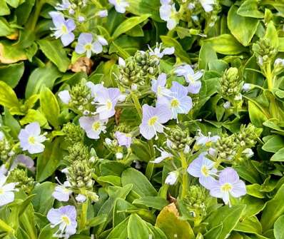 Veronica gentianoides Minor