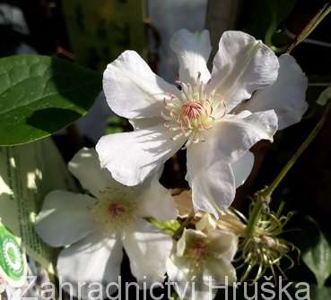 plamének - Clematis 'Jerzy Popieluszko'
