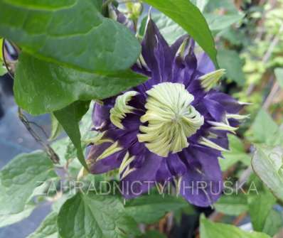 plamének - Clematis 'Taiga'