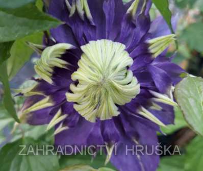 plamének - Clematis 'Taiga'