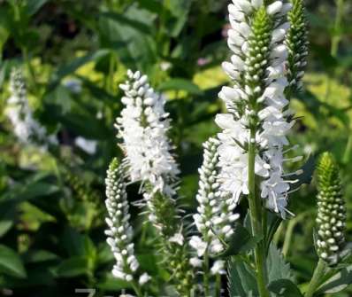 Veronica longifolia First Lady