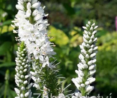 Veronica longifolia First Lady