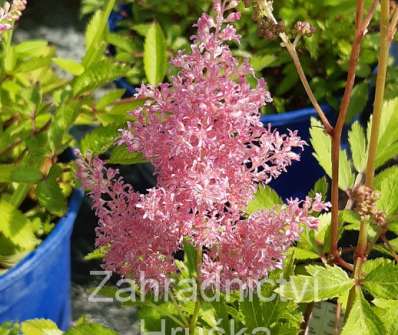 Astilbe arendsii Astary Light Rose