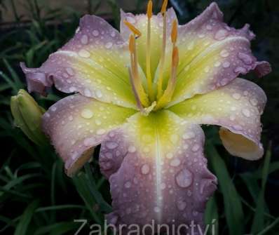 Hemerocallis Regency Heights