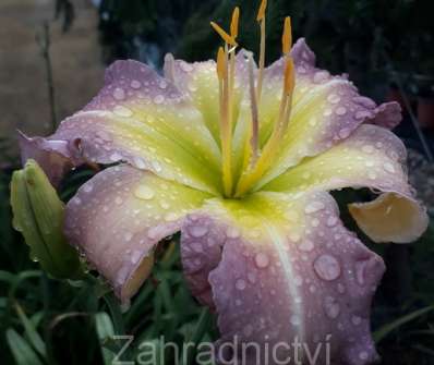 Hemerocallis Regency Heights