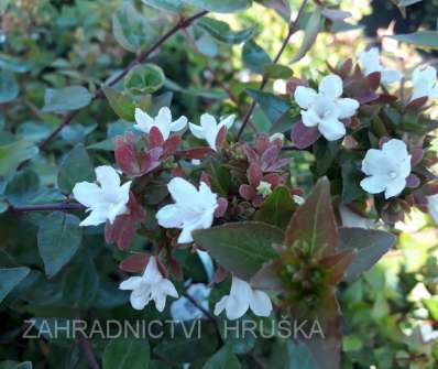 abélie - Abelia grandiflora 'Little Lady'