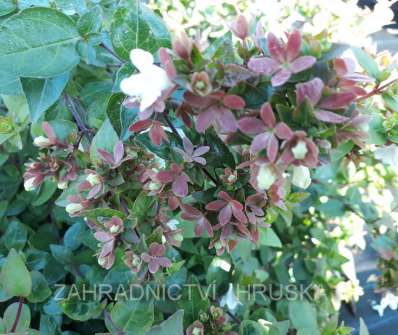 abélie - Abelia grandiflora 'Little Lady'