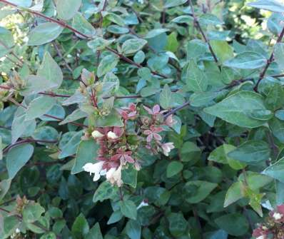 abélie - Abelia grandiflora 'Little Lady'