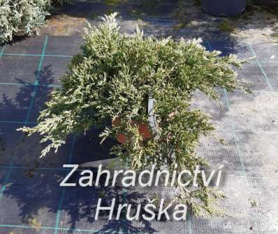 jalovec - Juniperus horizontalis 'Prince of Wales'