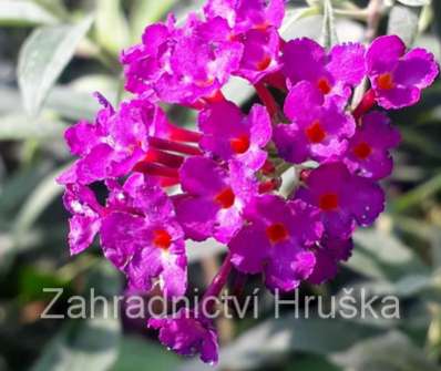komule - buddleja davidii 'Nanho Purple'