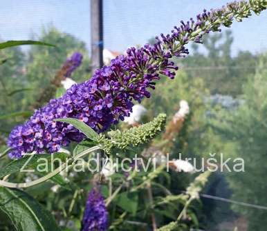 komule - buddleja davidii 'Empire Blue'