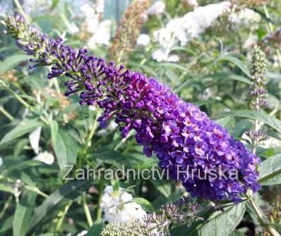 komule - buddleja davidii 'Empire Blue'