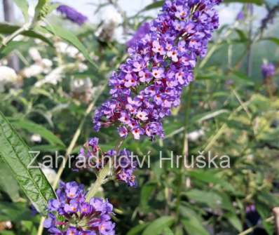 komule - buddleja davidii 'Empire Blue'