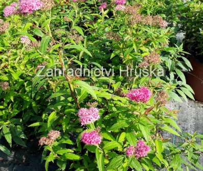 tavolník - Spiraea japonica 'Neon Flash'