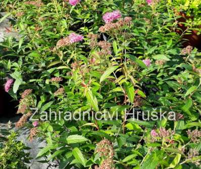 tavolník - Spiraea japonica 'Neon Flash'