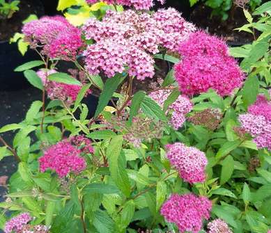 tavolník - Spiraea japonica 'Neon Flash'