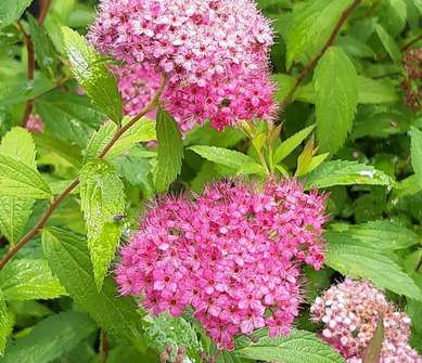 tavolník - Spiraea japonica 'Neon Flash'