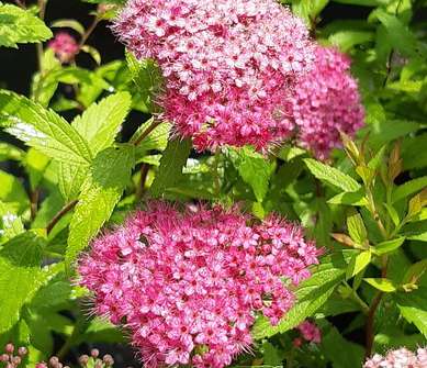 tavolník - Spiraea japonica 'Neon Flash'