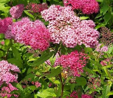 tavolník - Spiraea japonica 'Neon Flash'