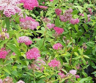 tavolník - Spiraea japonica 'Neon Flash'