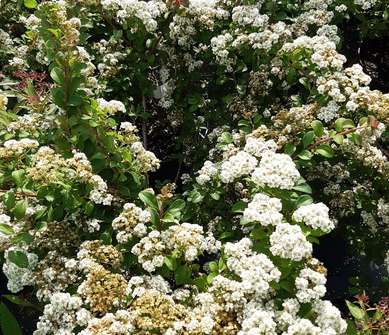 tavolník - Spiraea nipponica 'White Carpet'