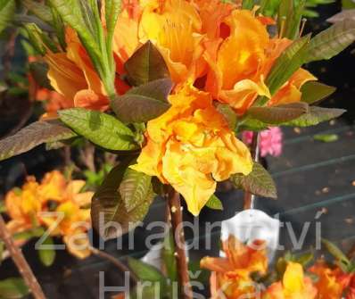 Azalea knaphill 'Glowing Embers'