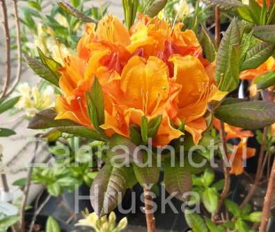 Azalea knaphill 'Glowing Embers'