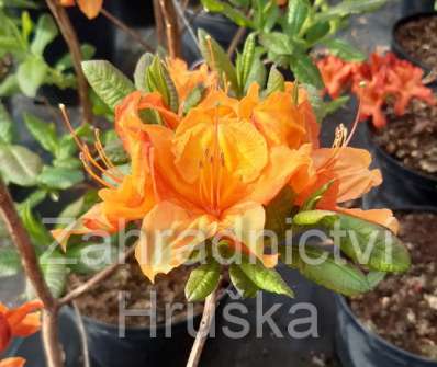 Azalea knaphill 'Glowing Embers'