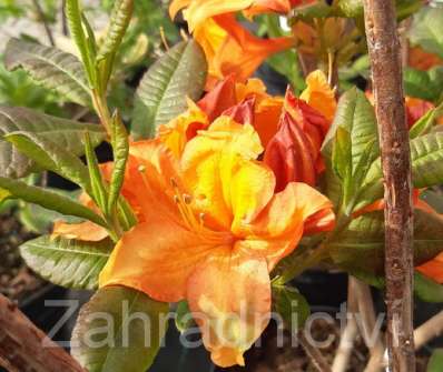 Azalea knaphill 'Glowing Embers'