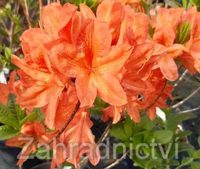 Azalea knaphill 'Aurore'