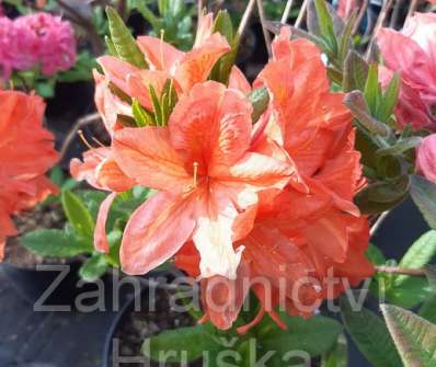 Azalea knaphill 'Aurore'