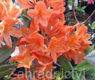 Azalea knaphill 'Aurore'