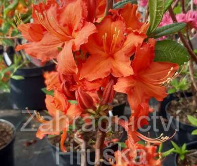 Azalea knaphill 'Hotspur Red'