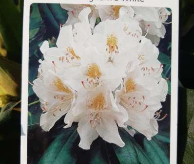 Rhododendron 'Cunningham White'