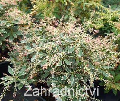 Pieris 'Ralto'