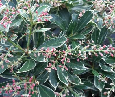 Pieris 'Ralto'