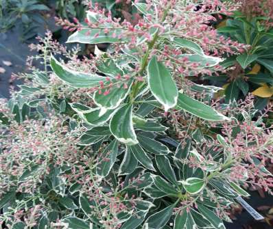 Pieris 'Ralto'