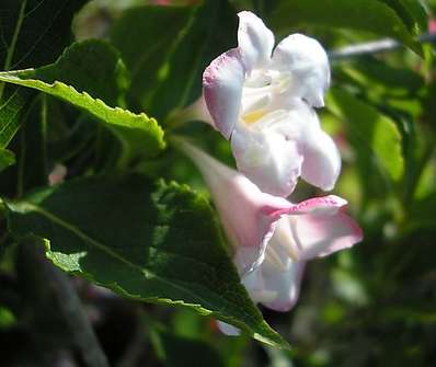 vajgelie - Weigela 'Boskoop Glory'