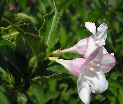 vajgelie - Weigela 'Boskoop Glory'