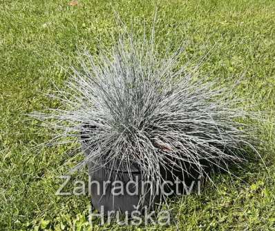 kostřava - Festuca glauca