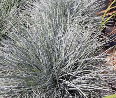 kostřava - Festuca glauca 'Compact Blue'