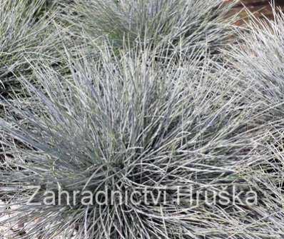 kostřava - Festuca glauca 'Compact Blue'